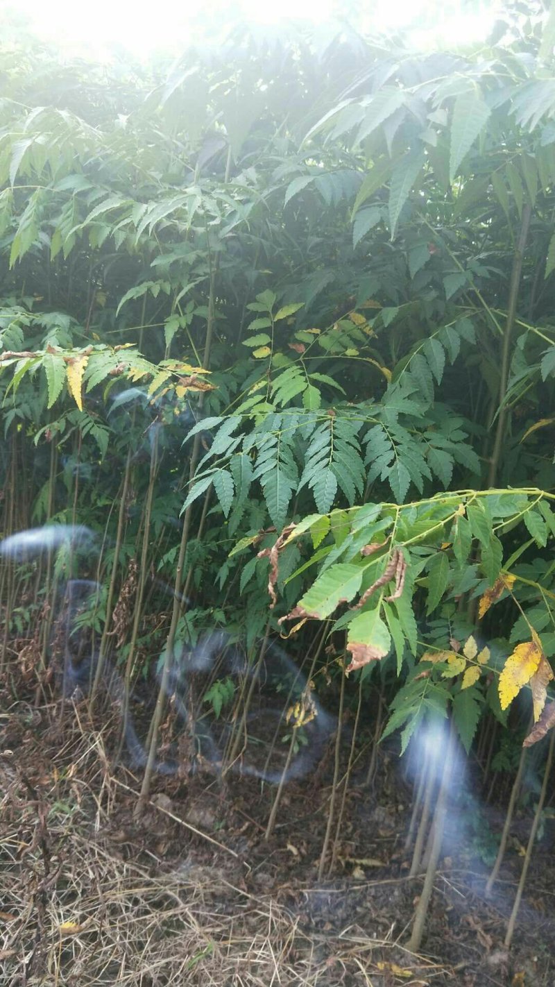 栾树苗来电时请说是通过一亩田看到的价格更优惠