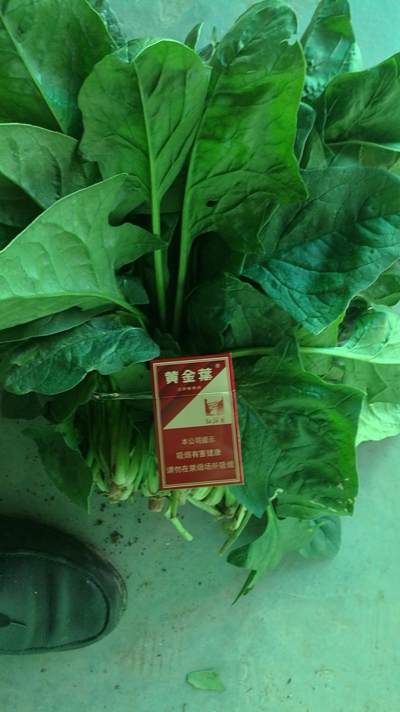 大叶菠菜，圆叶菠菜，精品市场货，加工厂货
