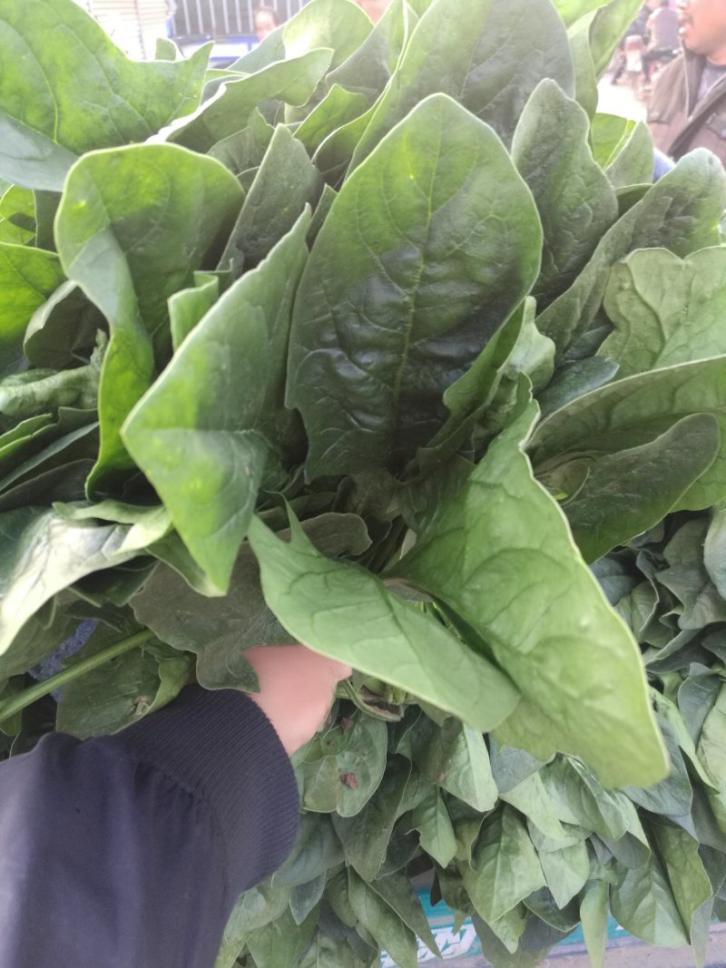 大叶菠菜，圆叶菠菜，精品市场货，加工厂货