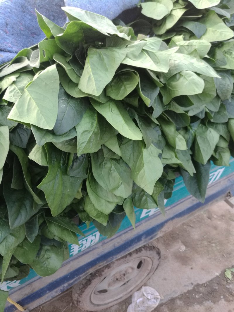 大叶菠菜，圆叶菠菜，精品市场货，加工厂货