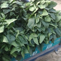 大叶菠菜，圆叶菠菜，精品市场货，加工厂货
