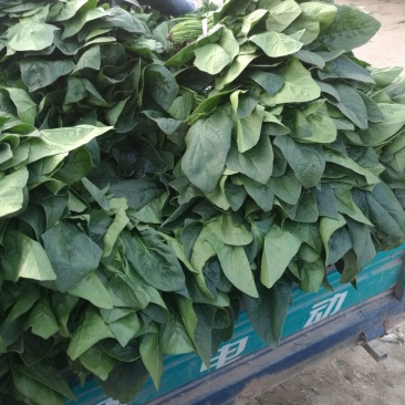 大叶菠菜，圆叶菠菜，精品市场货，加工厂货