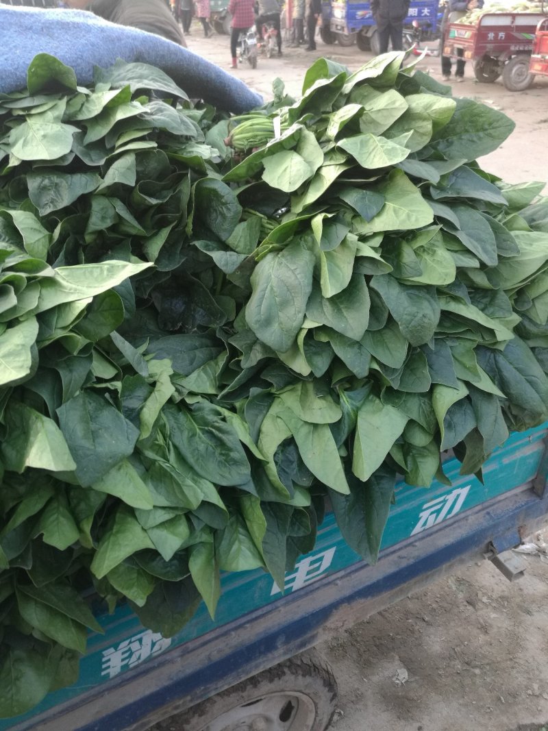 大叶菠菜，圆叶菠菜，精品市场货，加工厂货