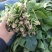 大叶菠菜，圆叶菠菜，精品市场货，加工厂货