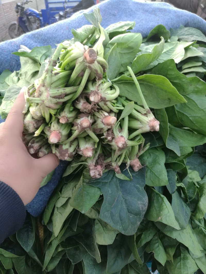 大叶菠菜，圆叶菠菜，精品市场货，加工厂货