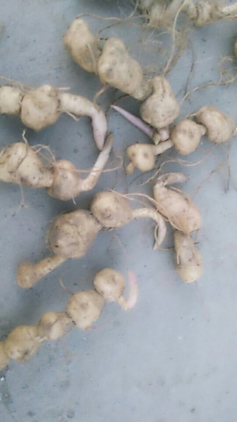 供应黄精全芽苗