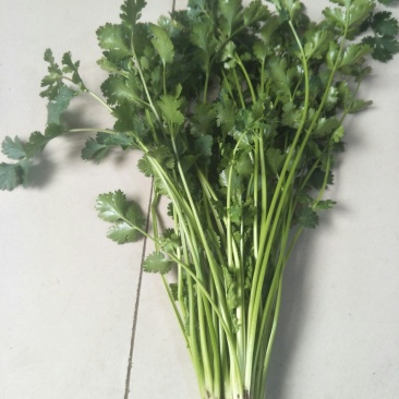 精品铁杆香菜，自产自销，一手货源，常年有货