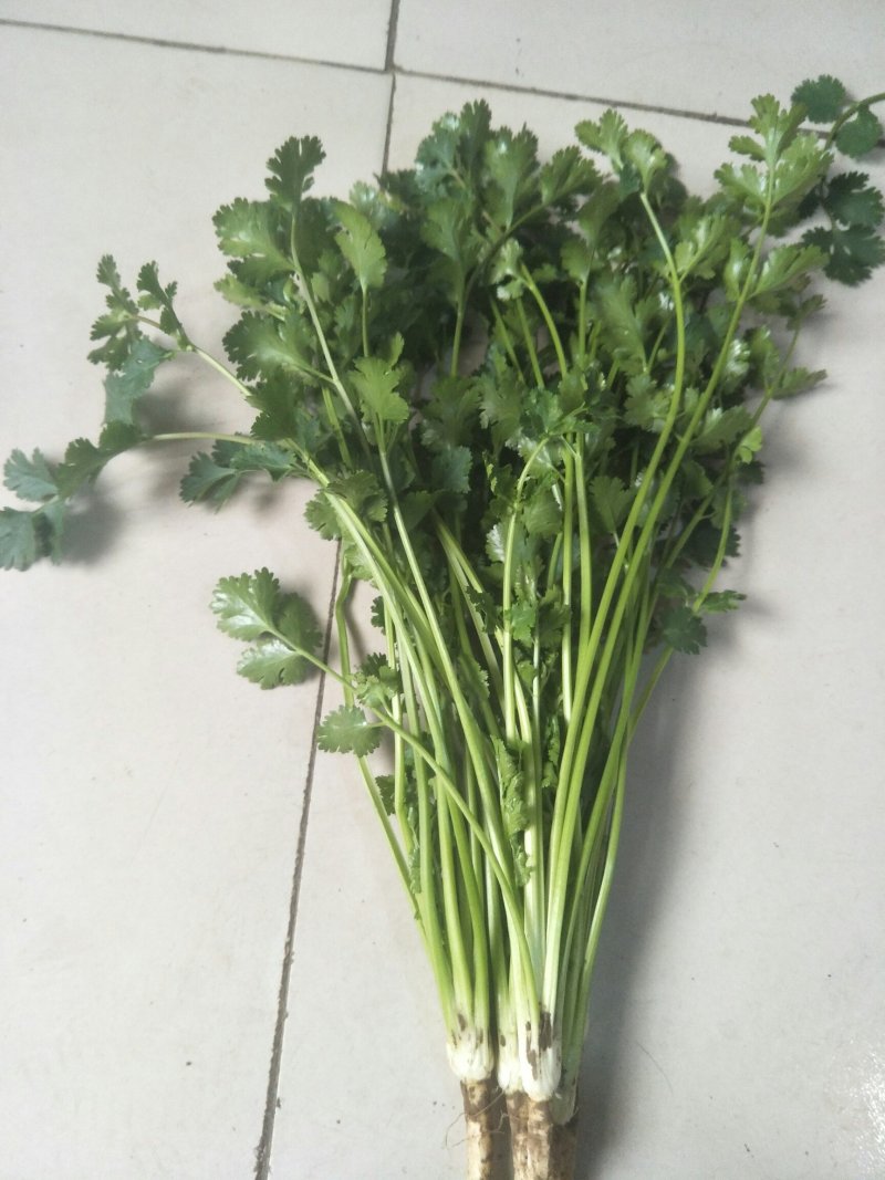 精品铁杆香菜，自产自销，一手货源，常年有货