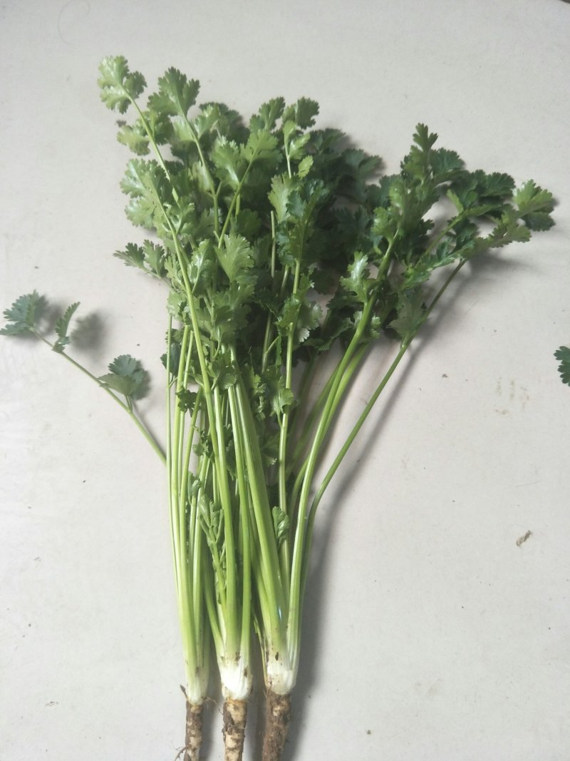 精品铁杆香菜，自产自销，一手货源，常年有货