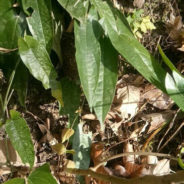 野生地苦蛋需要的联系我