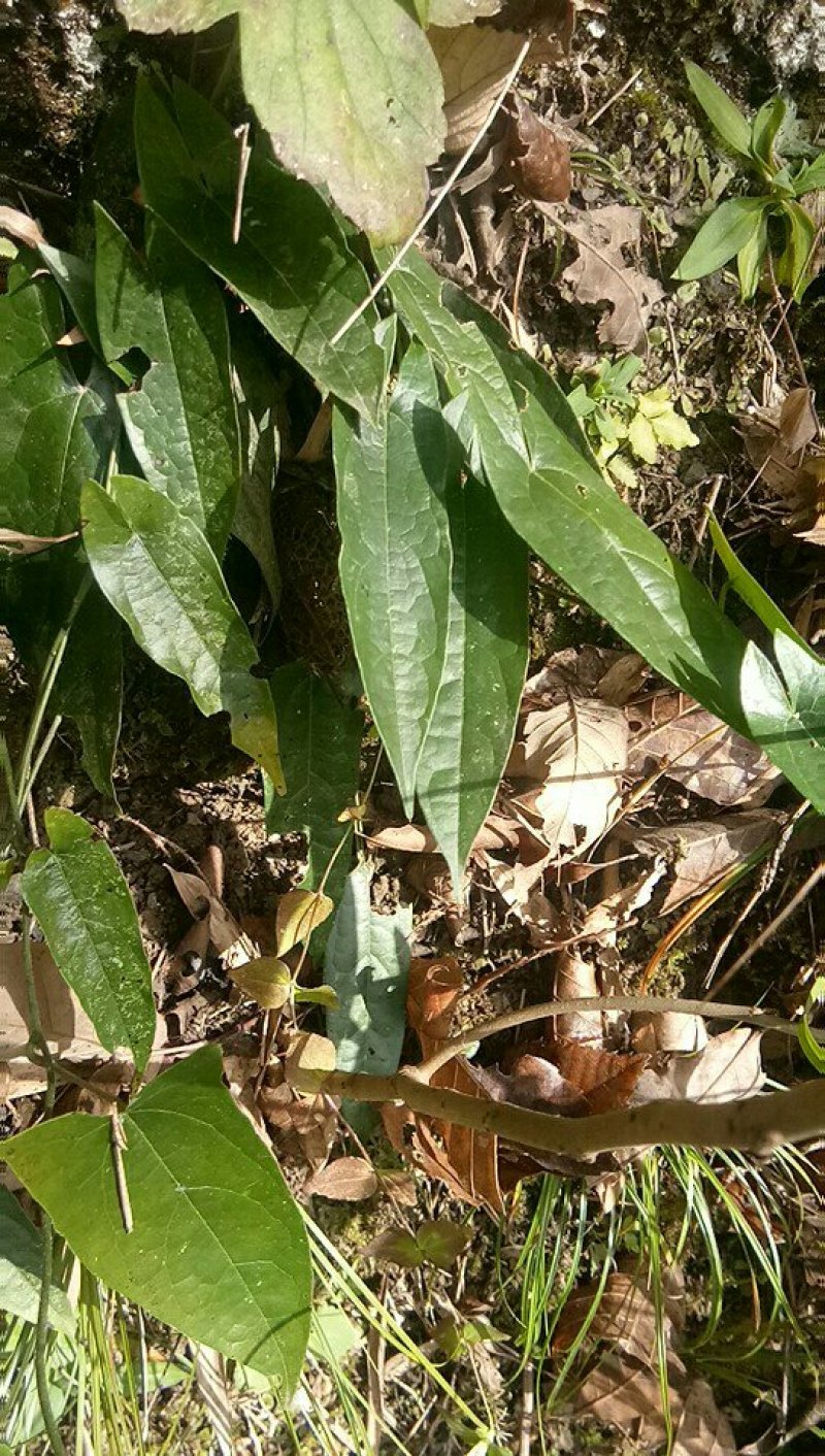 野生地苦蛋需要的联系我