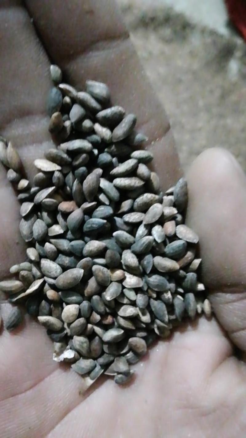 黑松种子产地供应品种纯正保出芽率支持全国各地发货