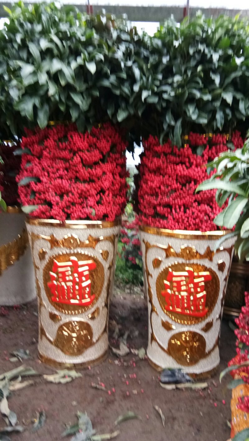 富贵籽其实也叫黄金万两