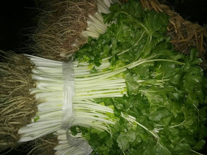 白芹菜