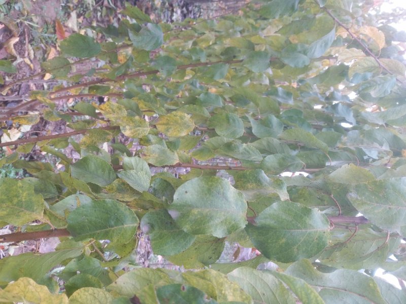 杏树苗，一年苗新品种果树苗，黄杏苗河南货源