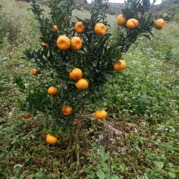椪柑