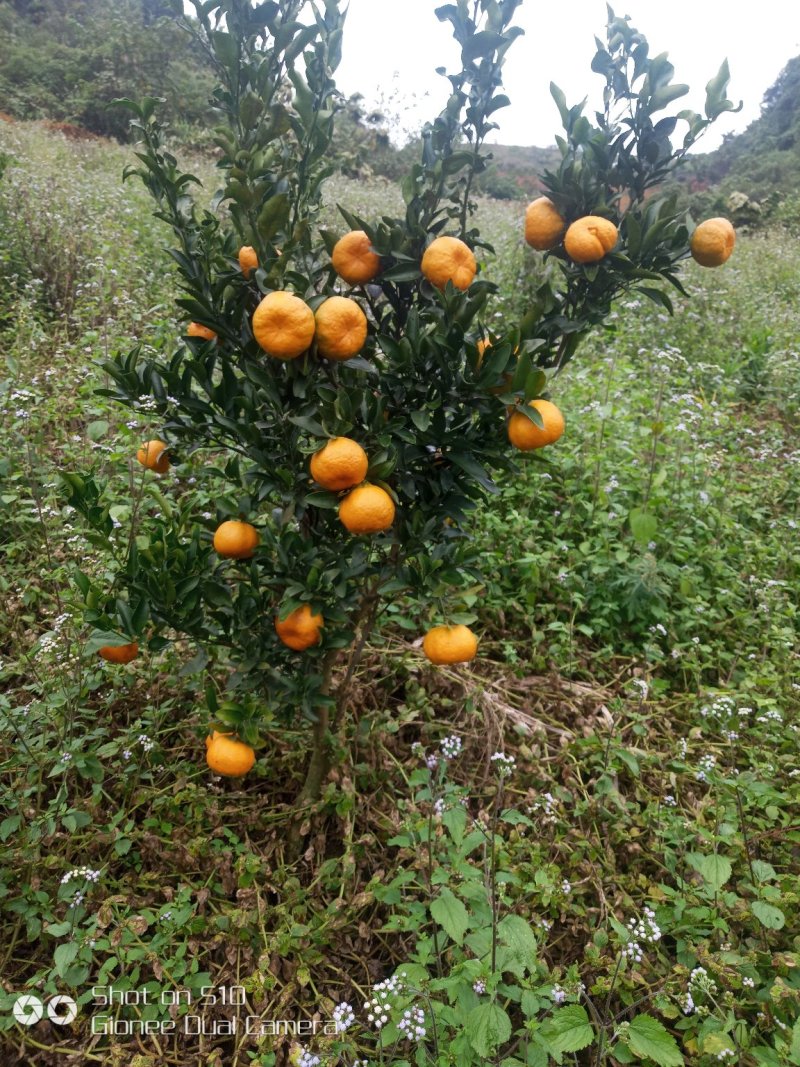 椪柑