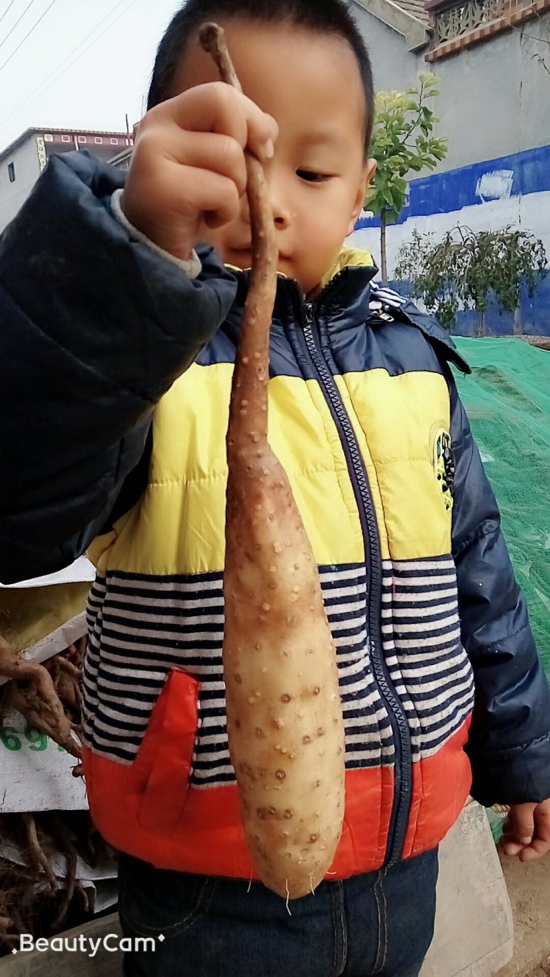 山药苗