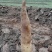 山药苗