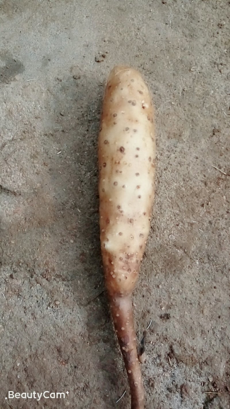 山药苗