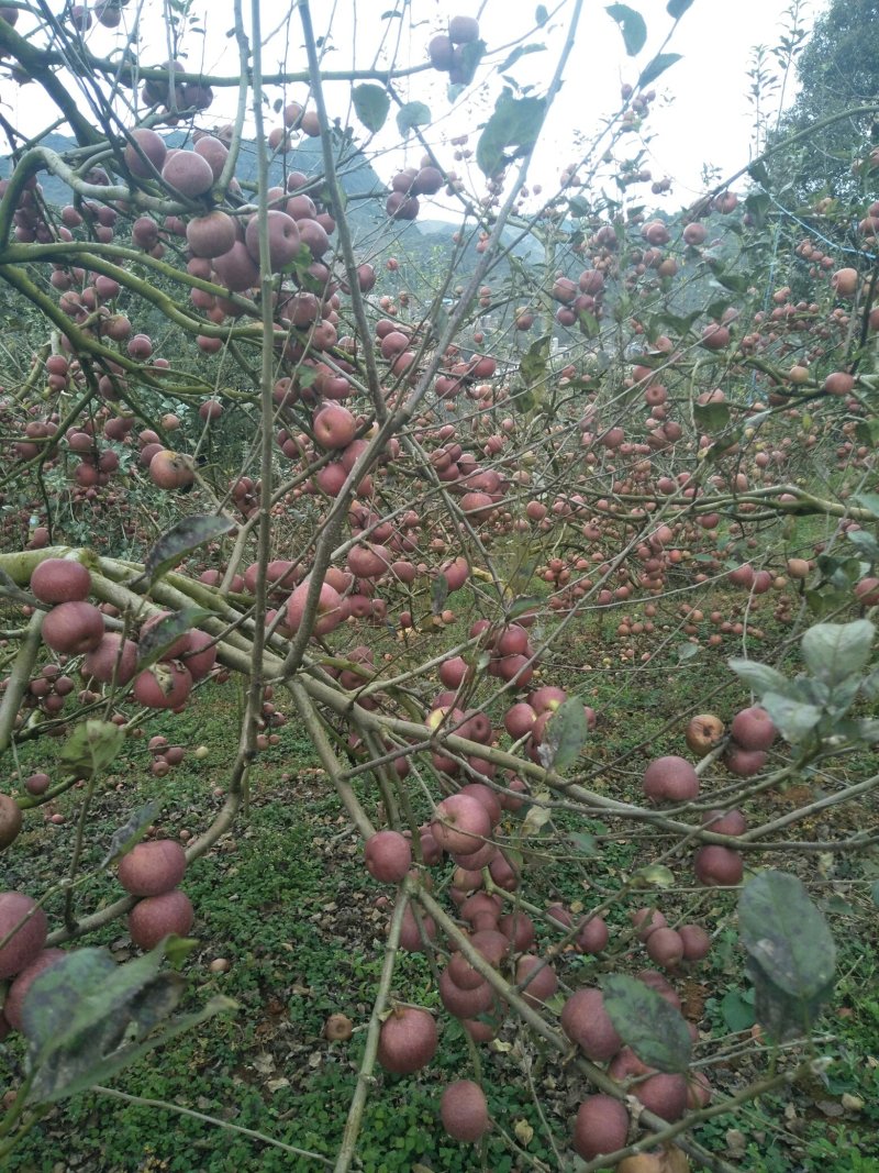 云南长在石头缝里的丑苹果
