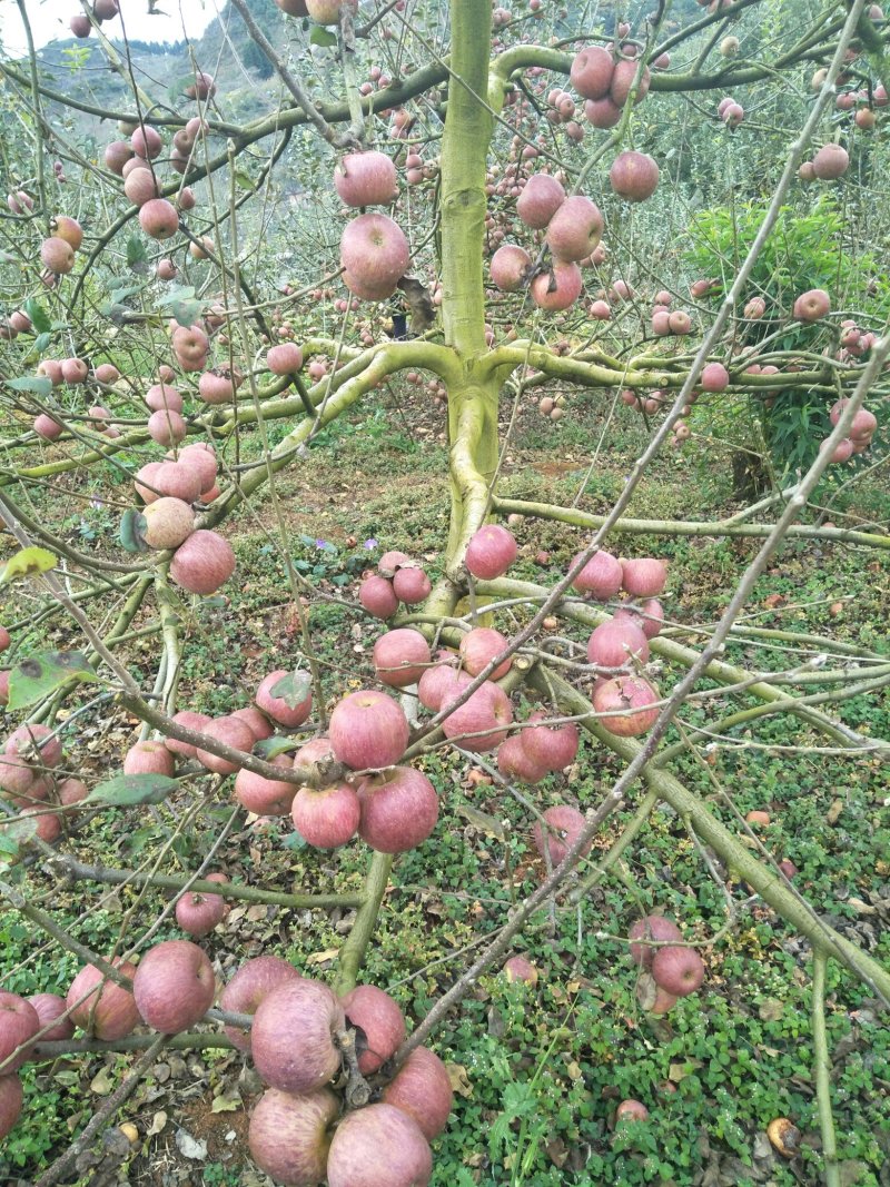 云南长在石头缝里的丑苹果