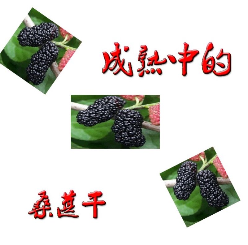 四川手选桑葚干黑桑椹无沙免洗泡水泡酒批发包邮零售