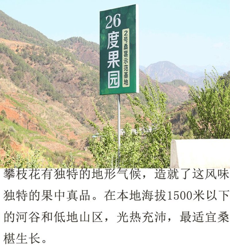 四川手选桑葚干黑桑椹无沙免洗泡水泡酒批发包邮零售