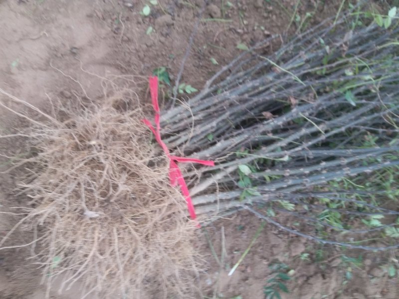 花椒树苗，花椒苗子，河南货源产地直供价格优惠