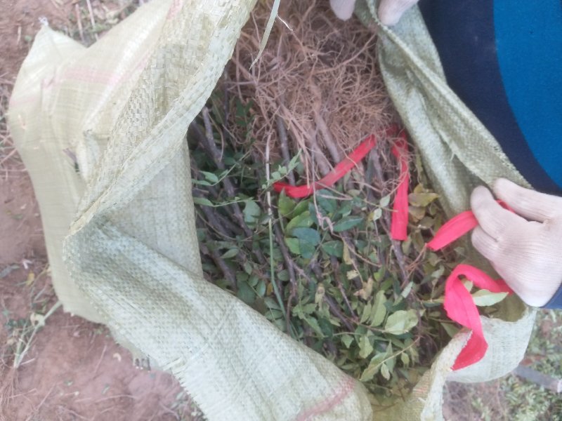 花椒树苗，花椒苗子，河南货源产地直供价格优惠