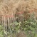 花椒树苗，花椒苗子，河南货源产地直供价格优惠