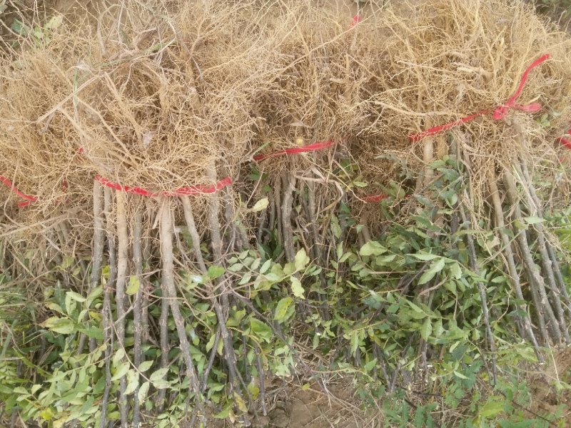花椒树苗，花椒苗子，河南货源产地直供价格优惠