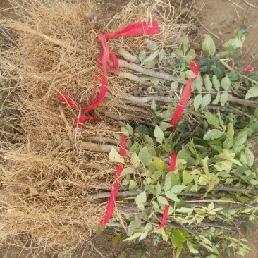 花椒树苗，花椒苗子，河南货源产地直供价格优惠