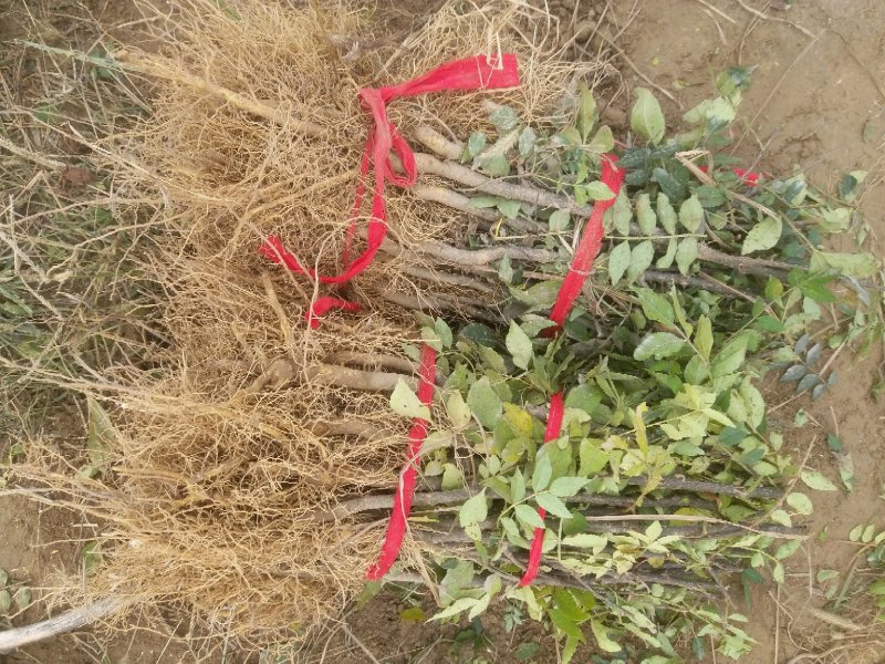 花椒树苗，花椒苗子，河南货源产地直供价格优惠