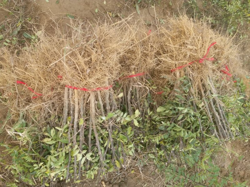 花椒树苗，花椒苗子，河南货源产地直供价格优惠