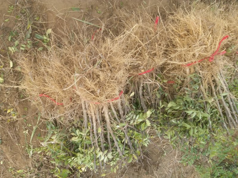 花椒树苗，花椒苗子，河南货源产地直供价格优惠