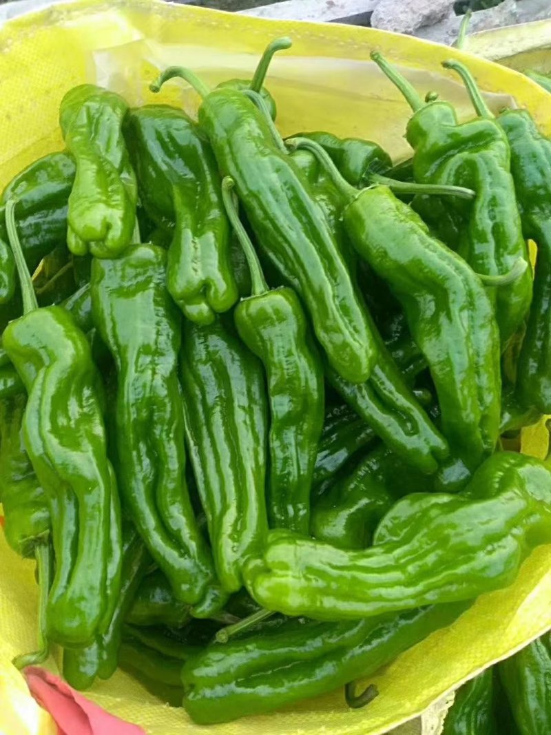 薄皮椒苏椒五号，芜湖椒诚信合作货源充足
