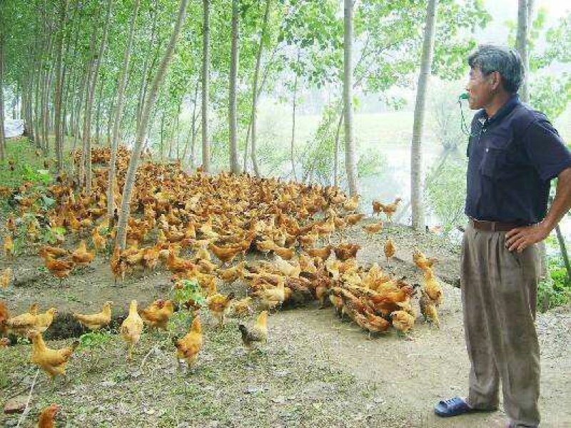 果园放养土鸡,小公鸡