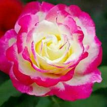 玫瑰花品种齐全苗体健壮一年四季开花