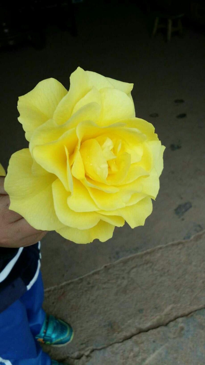 玫瑰花品种齐全苗体健壮一年四季开花