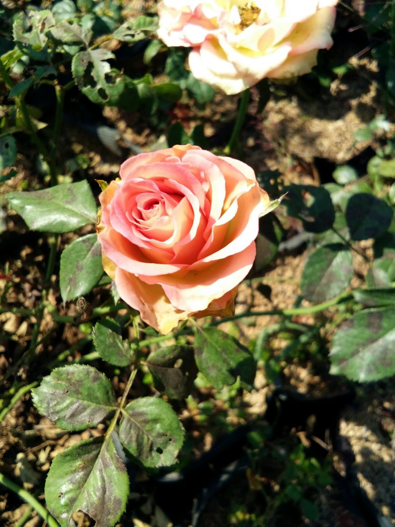 玫瑰花品种齐全苗体健壮一年四季开花
