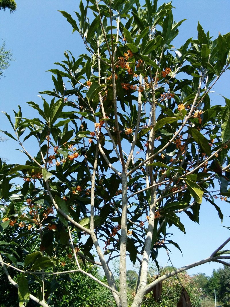 玫瑰花品种齐全苗体健壮一年四季开花
