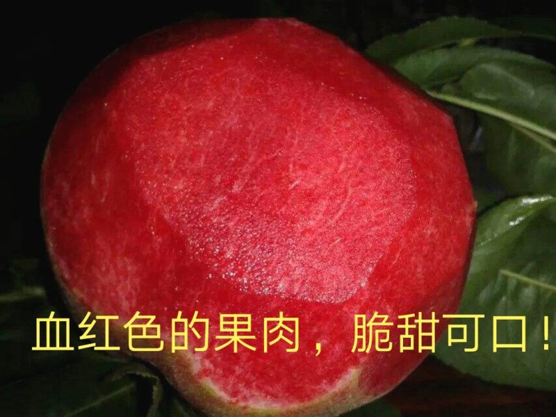 血桃树苗5月尾成熟，果肉血红，肉质脆甜，离核多汁