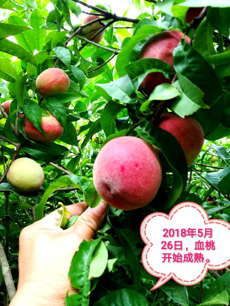 血桃树苗5月尾成熟，果肉血红，肉质脆甜，离核多汁