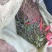 大红袍花椒苗，河南基地自销全国可发货，规格齐全