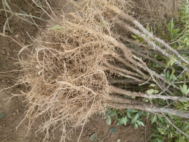 大红袍花椒苗，河南基地自销全国可发货，规格齐全