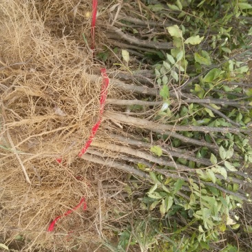 大红袍花椒苗，河南基地自销全国可发货，规格齐全