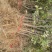 大红袍花椒苗，河南基地自销全国可发货，规格齐全