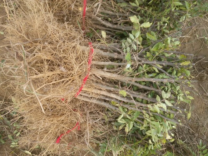 大红袍花椒苗，河南基地自销全国可发货，规格齐全