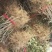 大红袍花椒苗，河南基地自销全国可发货，规格齐全